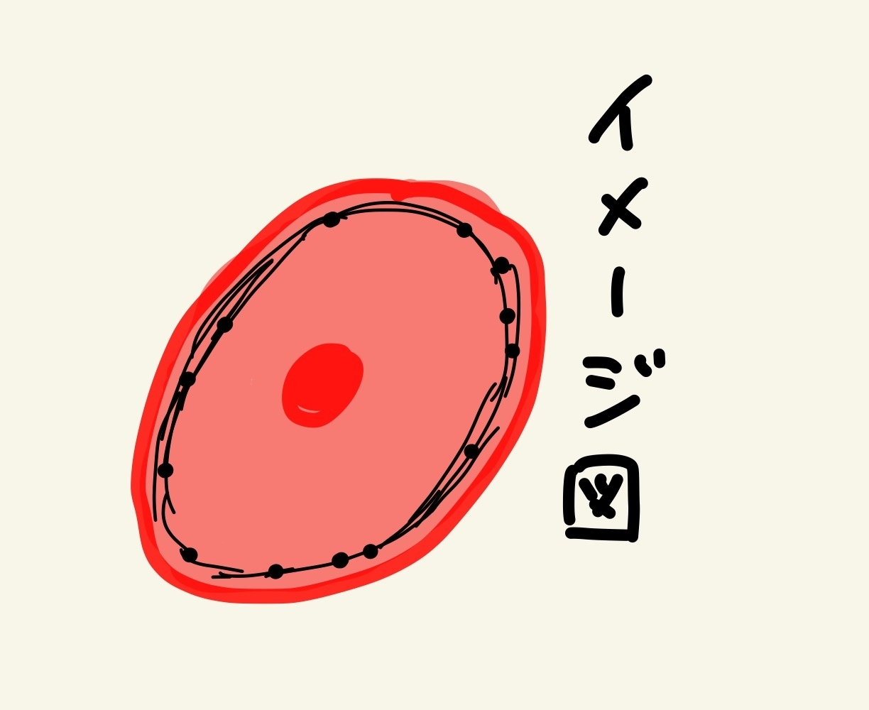 イメージ図（赤血球）