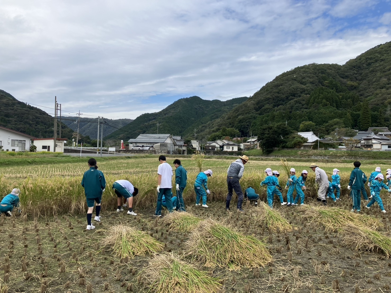 B組稲刈りようす