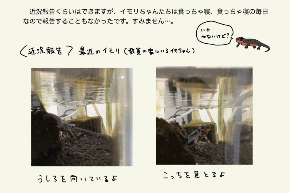 イモリ質問コーナー5